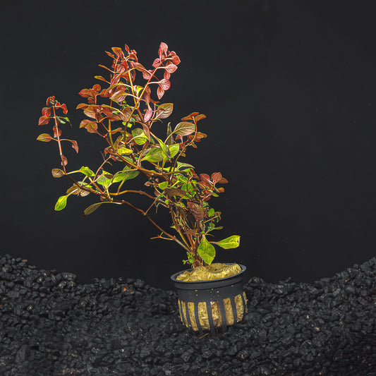 Ludwigia sp. 'Super Red Mini'