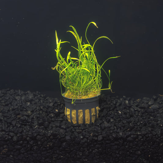 Micro Sword | Liliaeopsis Brasiliensis