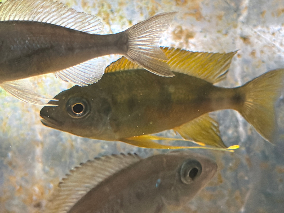 Ophthalmotilapia cf. nasuta (Mukosa)