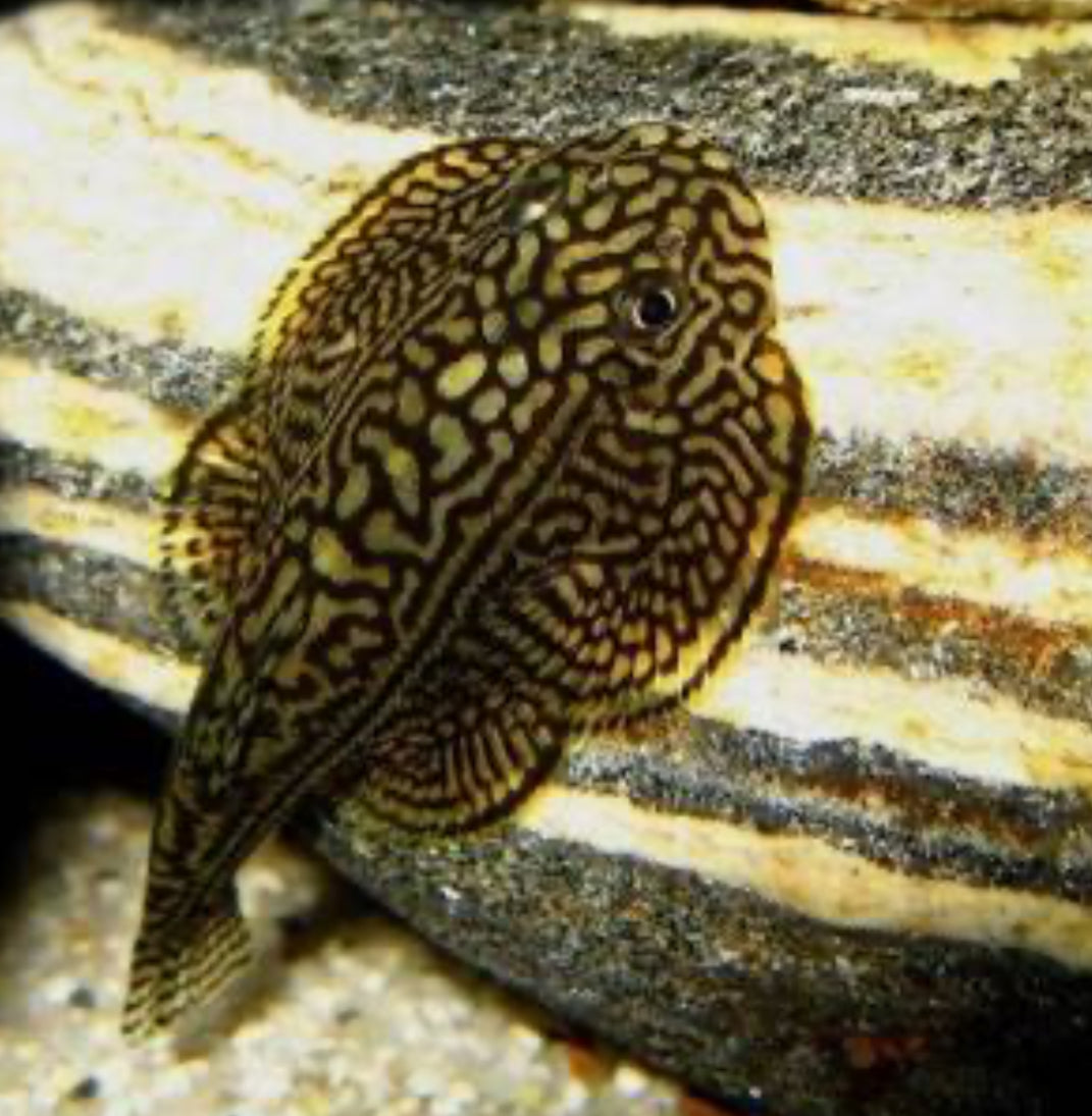 Hill Stream Loach