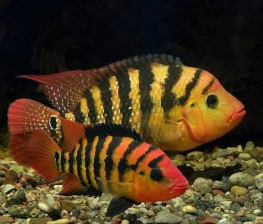 Cichlasoma festae (Red Terror Cichlid)