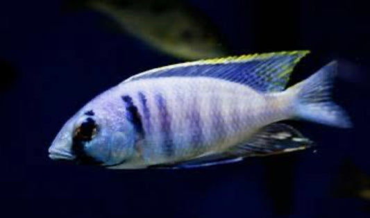 Placidochromis electra
Deep Water Hap