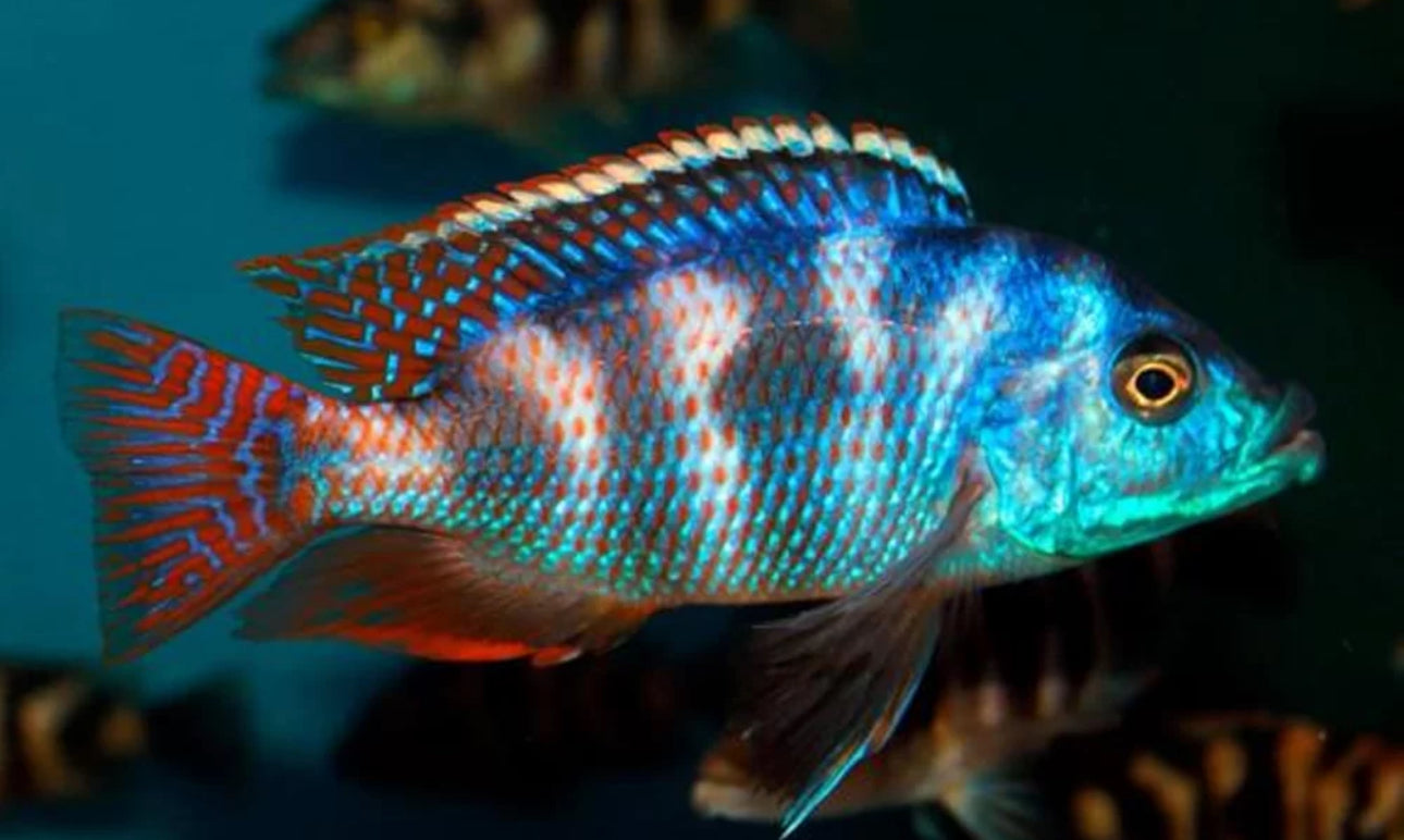 Placidochromis milomo VC-10 2"