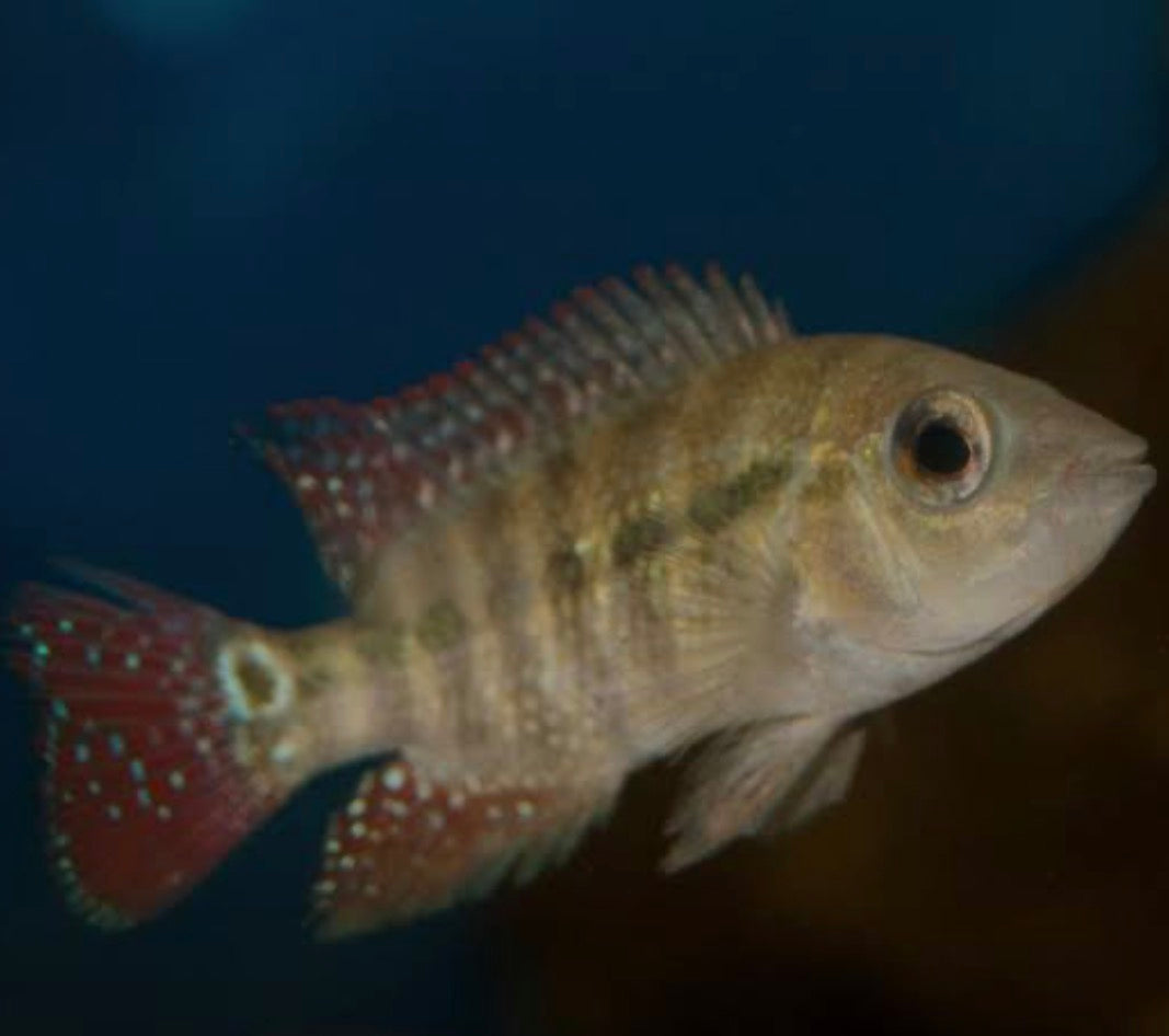 Cichlasoma festae (Red Terror Cichlid)