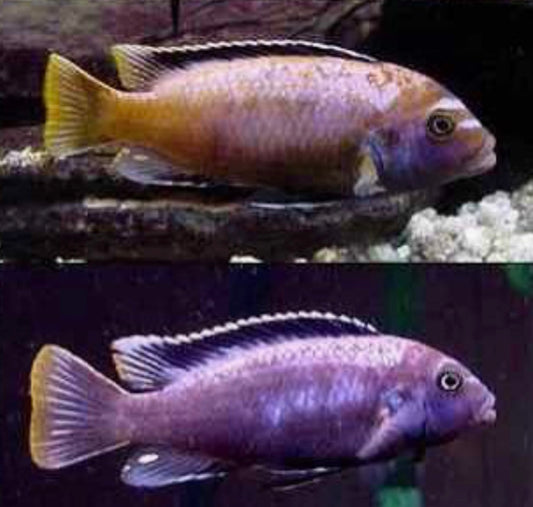 Metriaclima sp.
Msobo Magunga