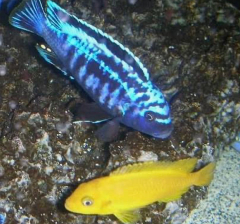 Metriaclima sp.
Msobo Magunga
