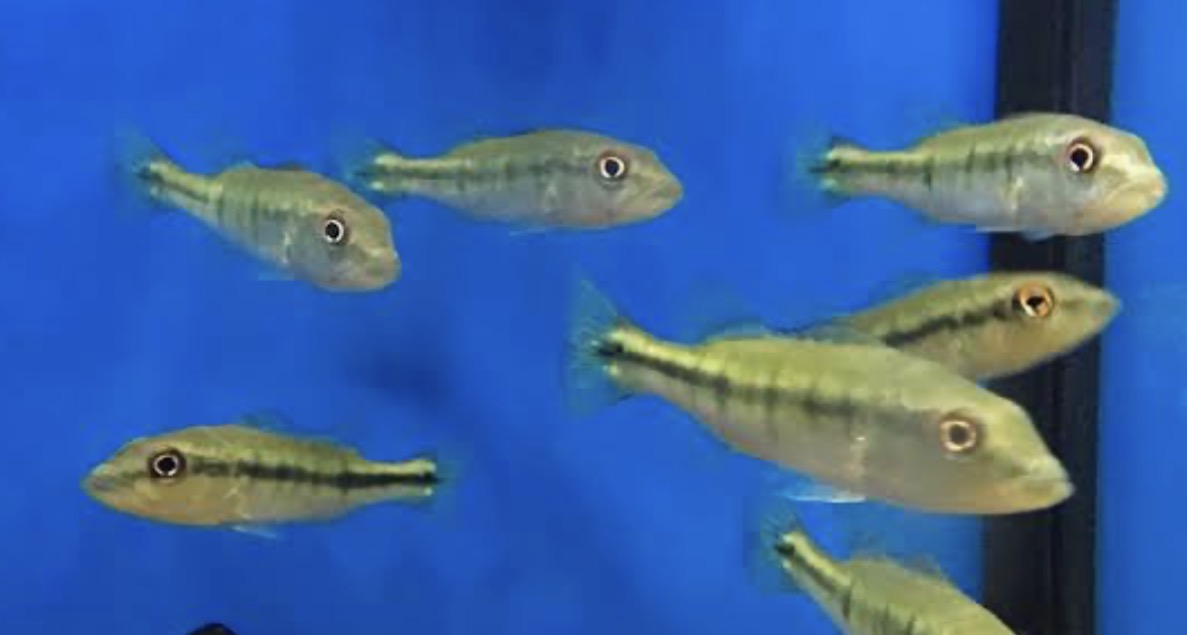Intermedia Peacock Bass (Cichla intermedia)