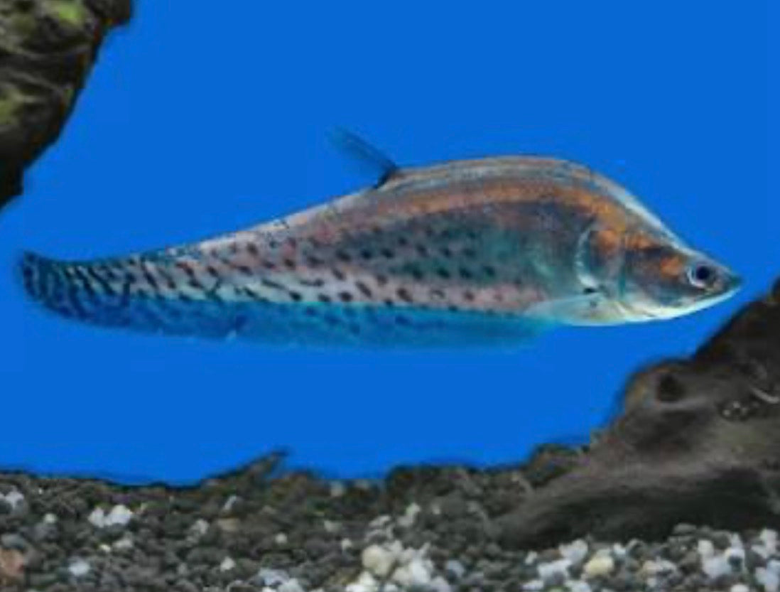 ROYAL CLOWN KNIFEFISH (CHITALA BLANCI)