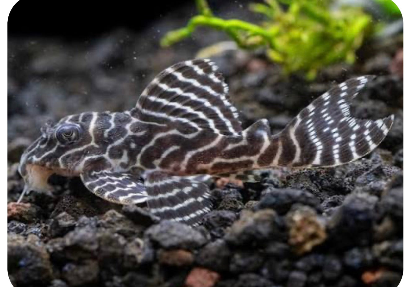 L333 king tiger Pleco