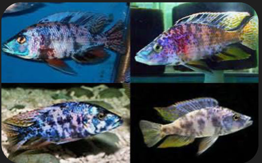 OB Malawi Eye Biter – Dimidiochromis Compressiceps