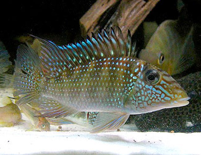 Jurupari Geophagus Satanoperca jurupari