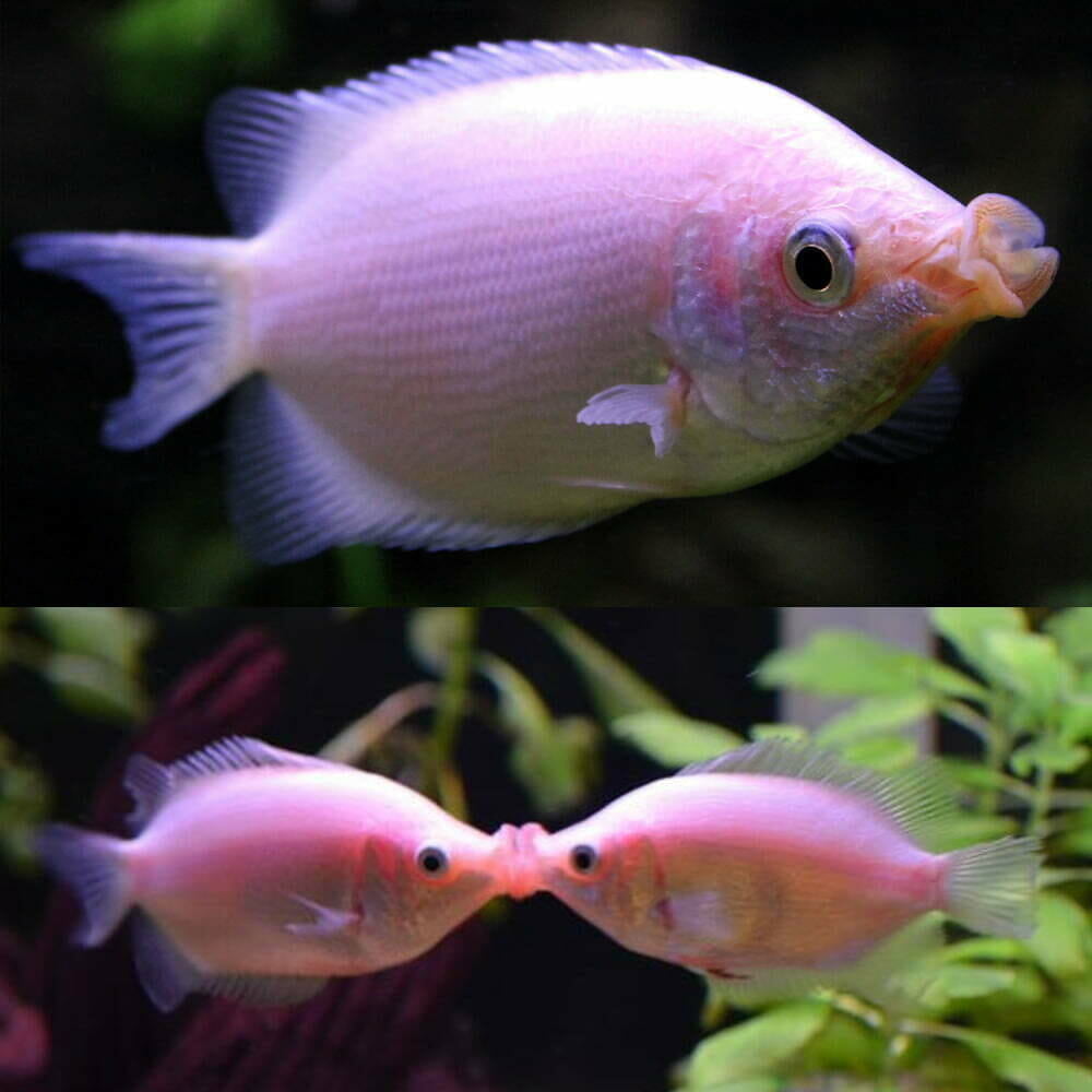 pink kissing gourami (Helostoma temminckii)