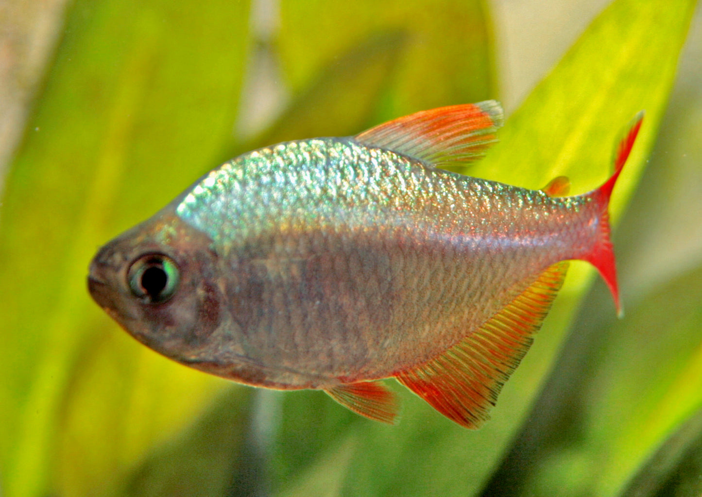 Colombian Tetra PACK OF 6