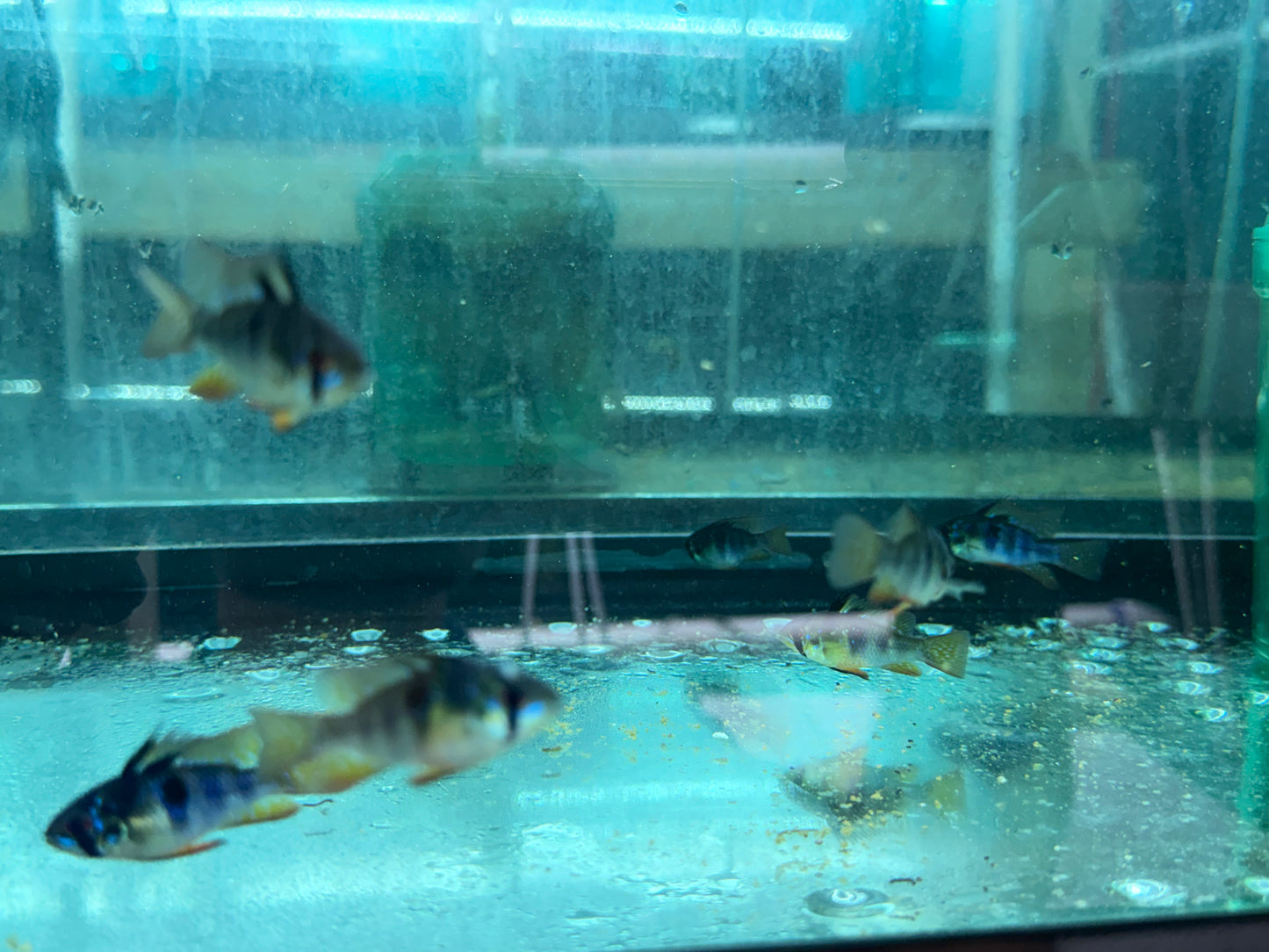 Black Ram (Mikrogeophagus ramirezi ‘black’)