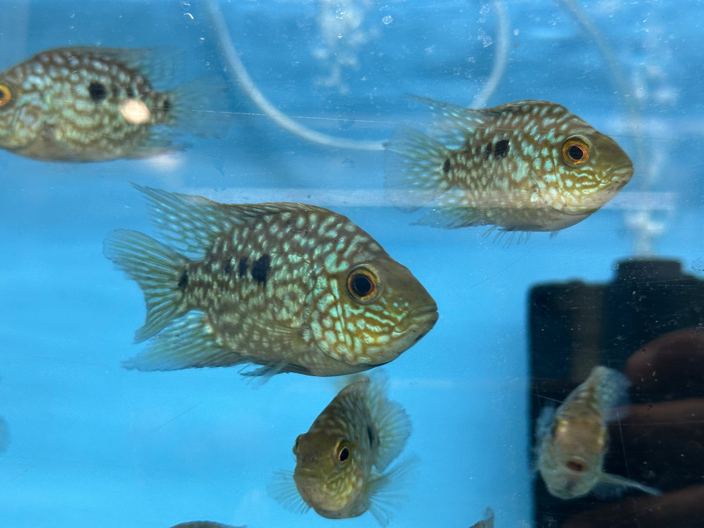 Balloon body carpintis Texas cichlid 3โ