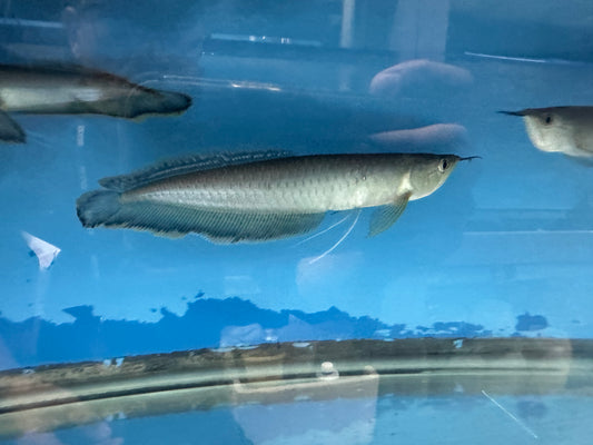 Black Arowana (Osteoglossum Ferreirai) 9”-11”