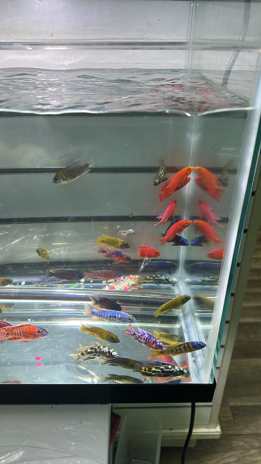 LIVE LOT Peacock African Cichlid 2" (GRADE-A and FULL COLOR)