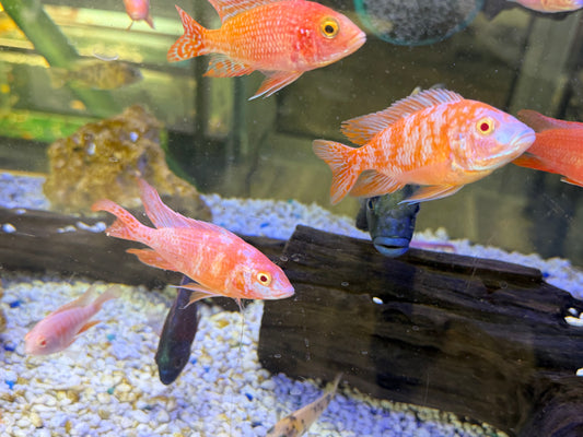 Dragon Blood Albino OB - Fish