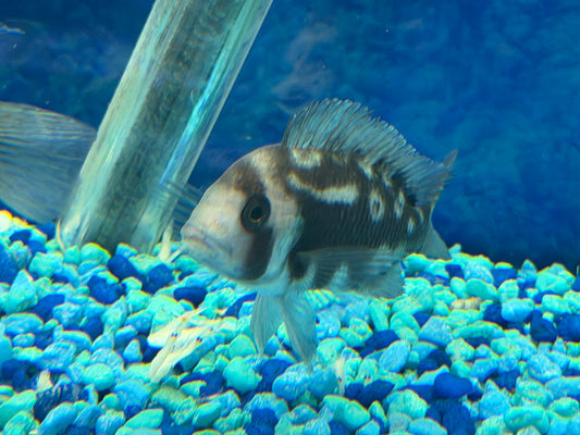 FRONTOSA NIGHT STAR EXTREMELY RARE - NOW LIMITED QUANTITIES