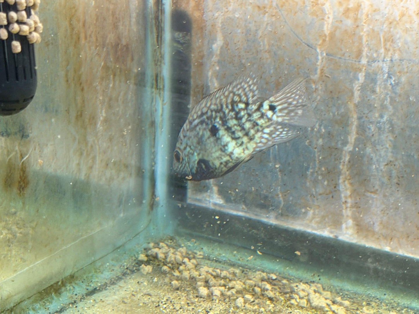 Carpintis Cichlid (Herichthys carpintis)
