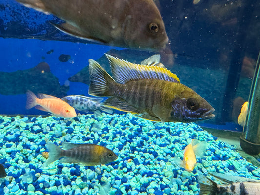 Aulonocara sp.Lwanda Peacock