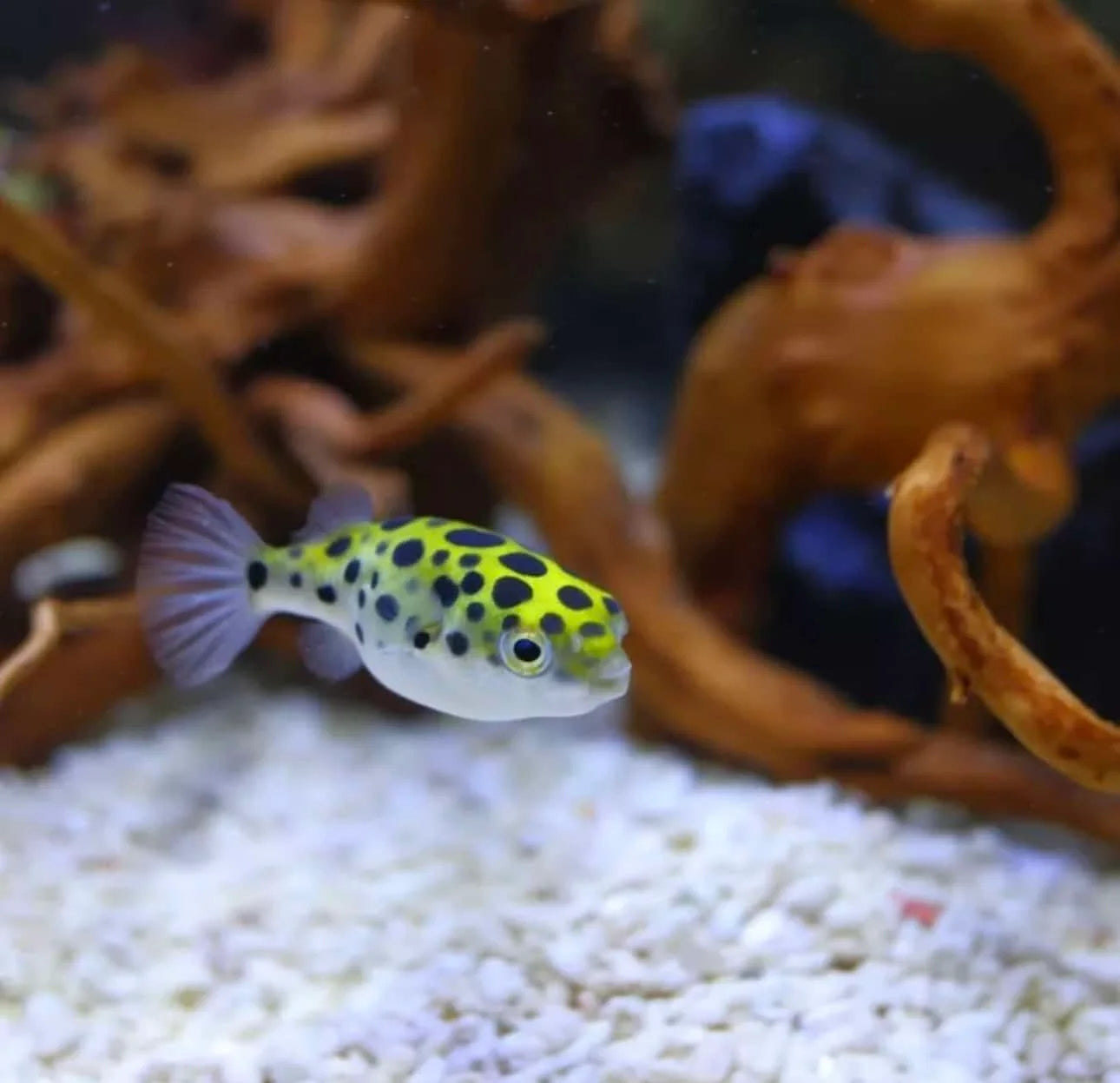 Puffer Green Spotted