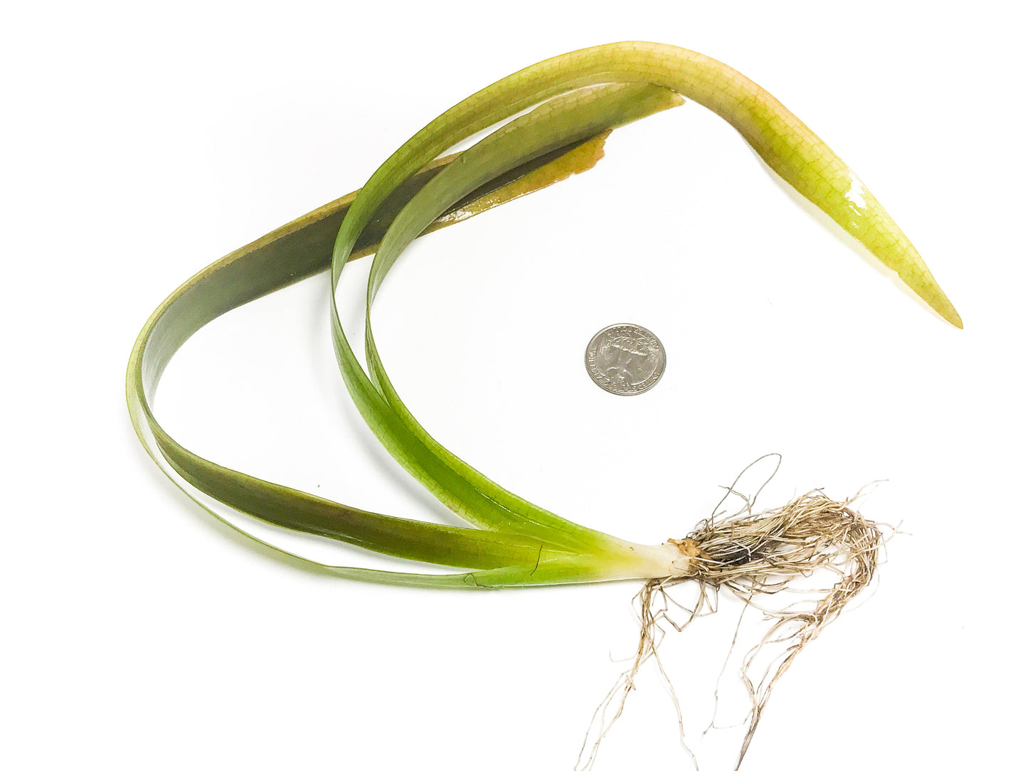 Jungle Val (Ruby Red)