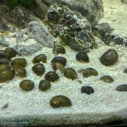 Olive Nerite Snails