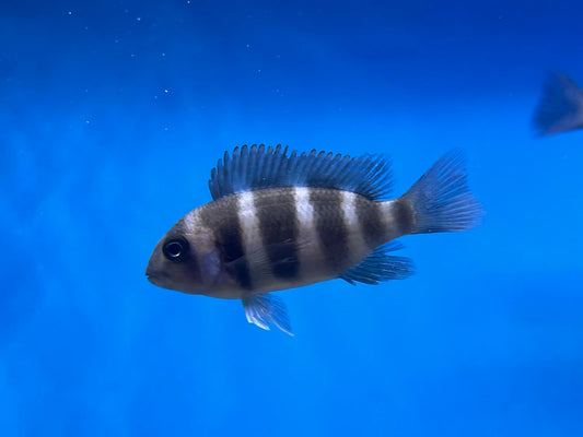 Zaire Blue Moba Frontosa (Cyphotilapia gibberosa)