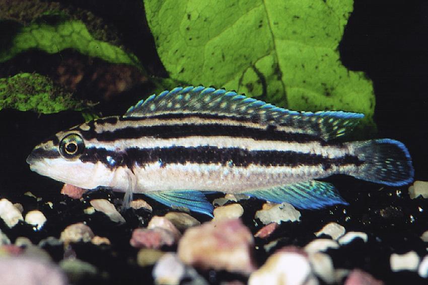 Julidochromis dickfeldi