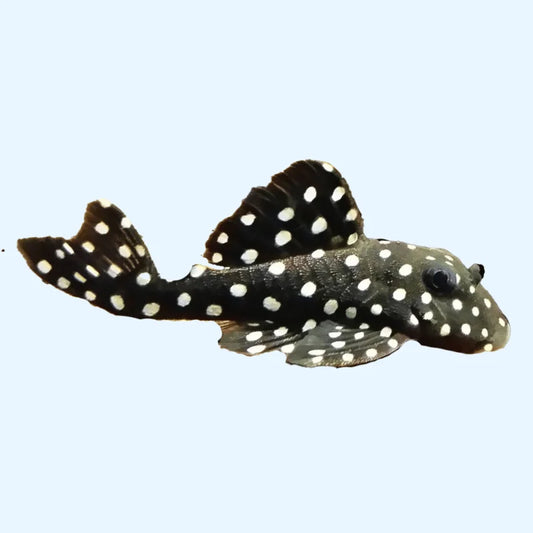 L471 Mini Big Spot Snowball Pleco (Hypancistrus contradens sp)
