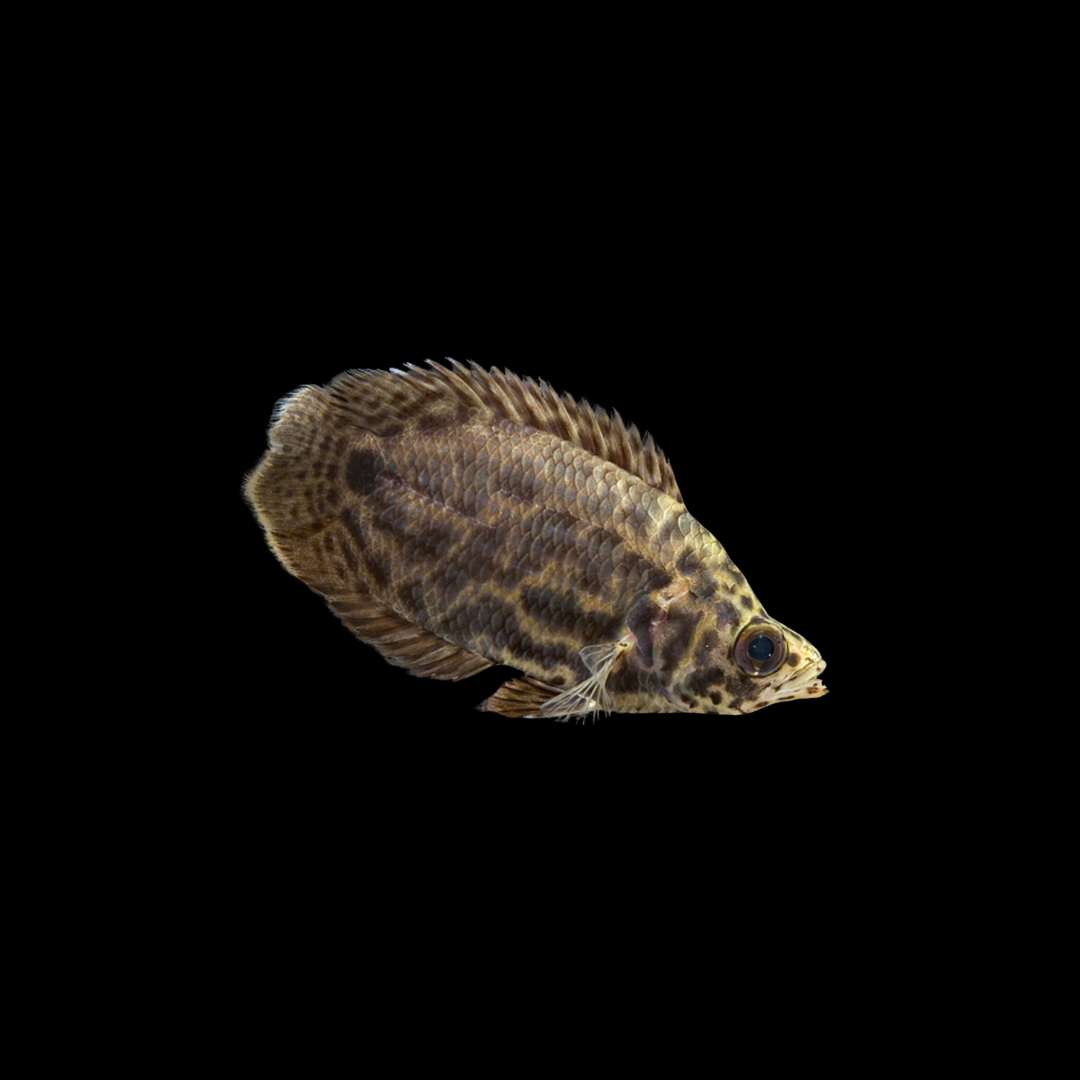 Leopard Ctenopoma (Ctenopoma acutirostre)