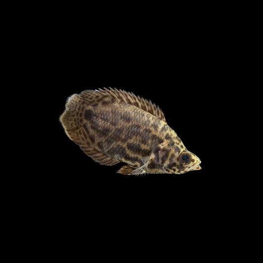 Leopard Ctenopoma (Ctenopoma acutirostre)