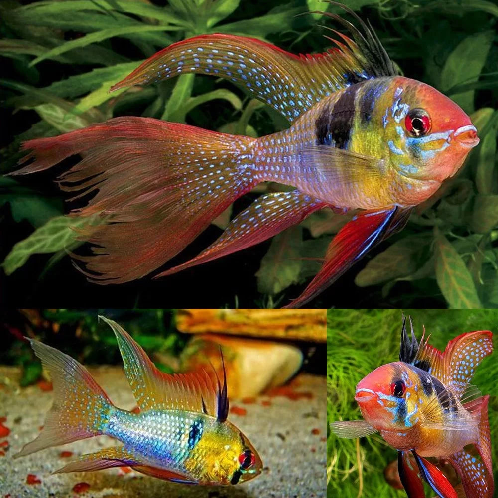 Golden Solid Blue Ramirezi Long Fin (Mikrogeophagus ramirezi)