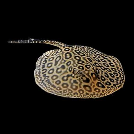 Marbled Motoro Stingray (Potamotrygon motoro)