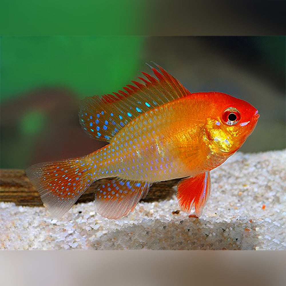 Red Golden Ramirezi (Mikrogeophagus ramirezi)