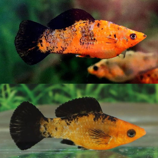 Assorted Leopard Molly