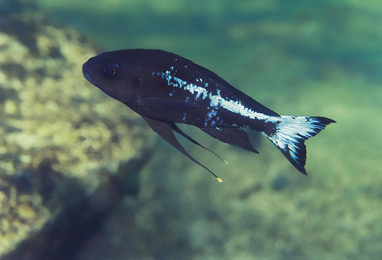 Ophthalmotilapia boops blue neon Kipili