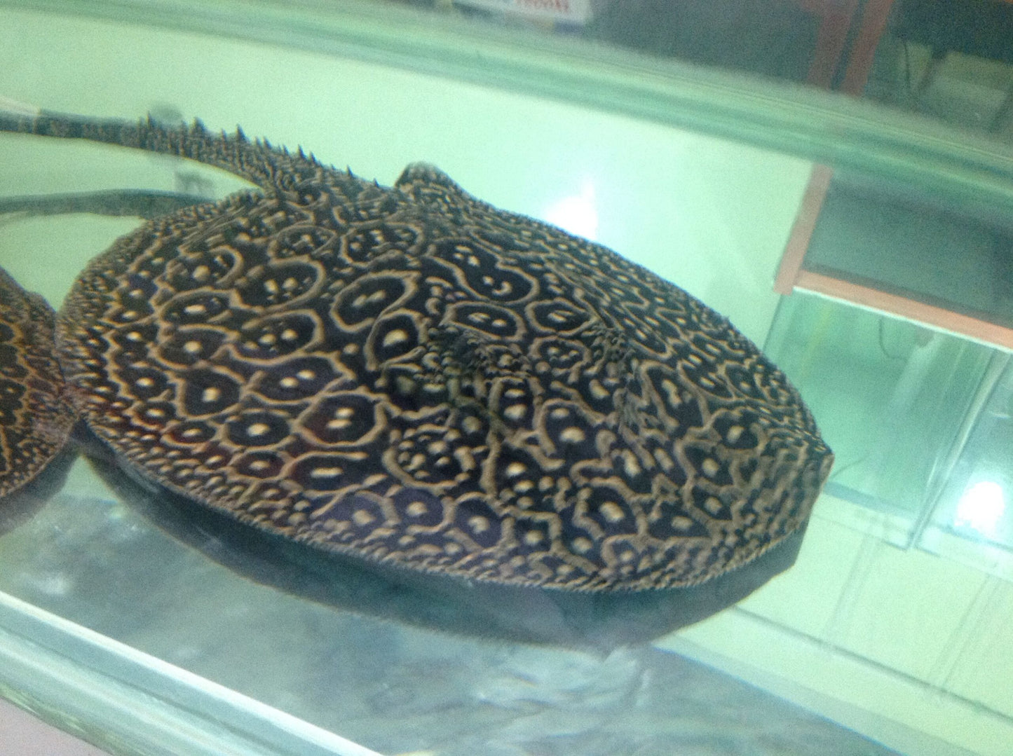 Pearl Freshwater Stingray (Potamotrygon jabuti)