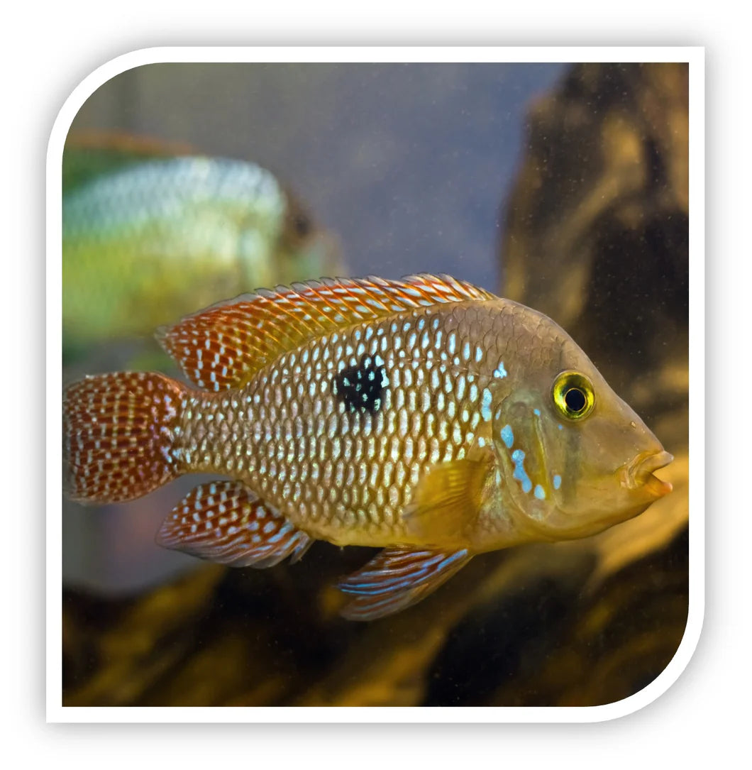 Pearl Eartheater (Geophagus brasiliensis)
