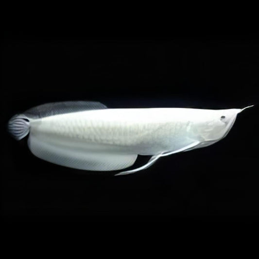 Platinum Silver Arowana - SNOW BLACK AROWANA - ONLY ONES IN THE USA WILD