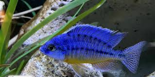 Spilonotus Tanzania AKA Insignis
