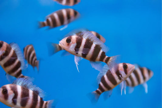 Red Frontosa (Cyphotilapia frontosa)