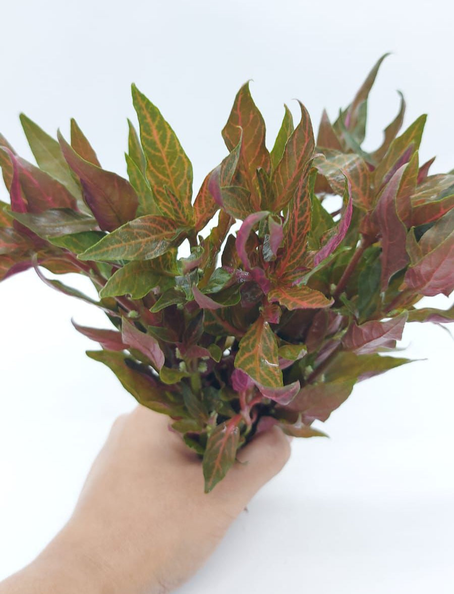 Alternanthera Rosanervig