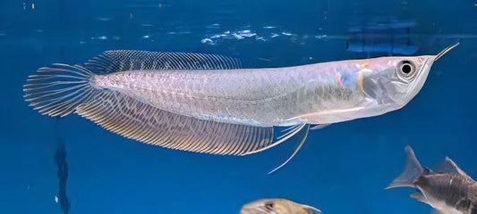 Silver Arowana (Osteoglossum bicirrhosum)