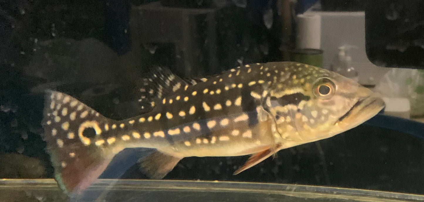 Temensis Peacock Bass (Cichla temensis)