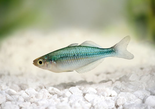 Melanotaenia lacustris Turquoise Rainbowfish