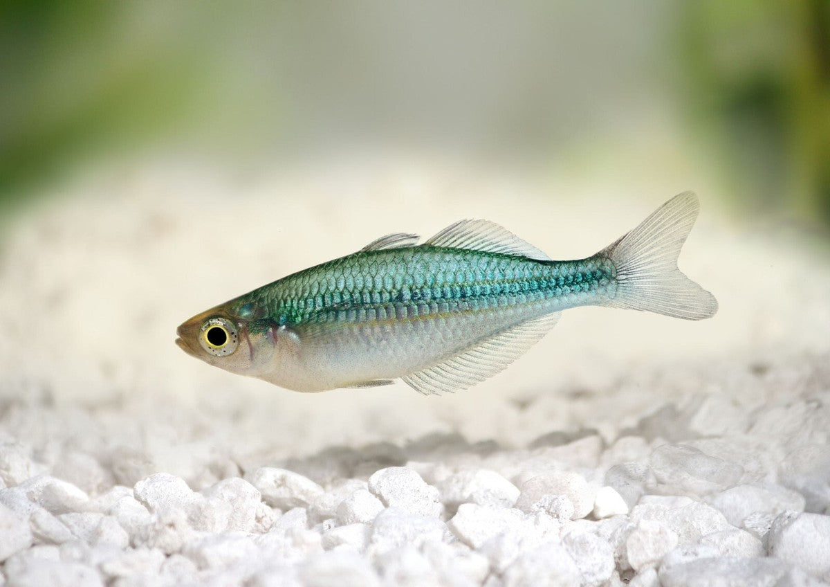 Melanotaenia lacustris Turquoise Rainbowfish