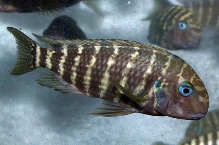 Tropheus annectens