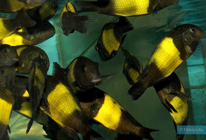 Tropheus sp. 'black' Ikola Kaiser (Yellowband Tropheus)